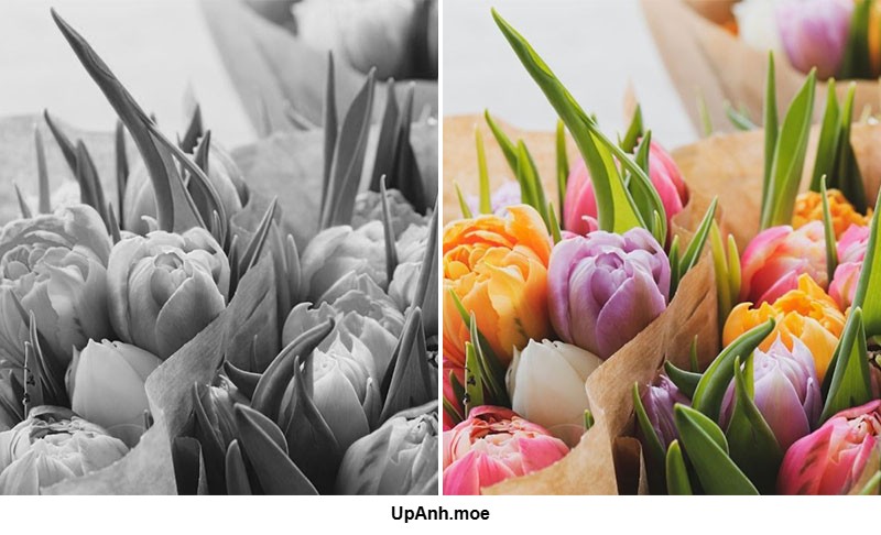 Ảnh trắng đen và ảnh màu